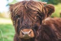 Closeup of Scottish Highland Cow Calf Royalty Free Stock Photo