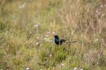 Closeup of a Screaming cowbird perched on green grass