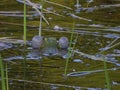 Closeup of screaming edible frog in the summer evening