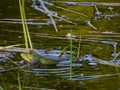 Screaming male frog on a water surface