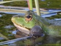 Closeup of screaming male frog