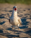Closeup of a screaming seagull on the sands Royalty Free Stock Photo