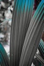 Closeup of screw palm leaves, a vertical, selectiv color shot