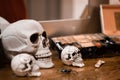 Closeup of sculls and spiders on a table for Halloween