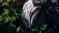 Closeup of sea anemone with long tentacles flowing in water streams on sea bed. Abstract natural background or backdrop, aquarium Royalty Free Stock Photo