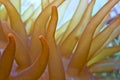 Closeup of sea anemone tentacles