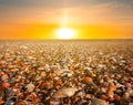 Sea beach covered by marine shells at the dramatic sunset