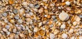 Closeup sea beach covered by matine shells Royalty Free Stock Photo