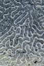 Closeup of brain coral pattern