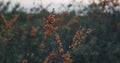 Closeup sea buckthorn berries on the bush