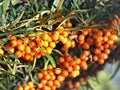 Closeup of sea buckthorn berries