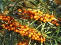 Closeup of sea buckthorn berries