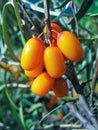 Closeup of sea-buckthorn on a twig