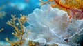 Closeup of a sea fan its delicate branches turning white and brittle as it succumbs to the stress induced by climate