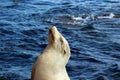 Close up of a sea lion`s head, Otariinae, in front of the Pacific Ocean at Children`s Beach in La Jolla, California