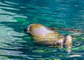 Closeup of a sea lion swimming in the water, Eared seal specie, Marine life animals