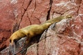 Closeup of sea lions lying on rock cliffs at Ballestas Islands at Pisco, Peru