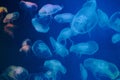 Closeup of Sea Moon jellyfish translucent blue light color and dark background.Aurelia aurita swimming underwater shots Royalty Free Stock Photo