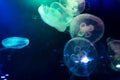 Closeup of Sea Moon jellyfish translucent blue light color and dark background. Royalty Free Stock Photo