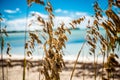 Closeup of sea oats, uniola paniculata captured against the Casuarina beach in the Bahamas