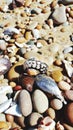 Sea shells and beach pebbles closeup Royalty Free Stock Photo