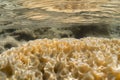 closeup of sea sponge texture in shallow water Royalty Free Stock Photo