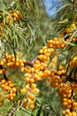 Closeup of a seaberry branch with orange berries