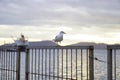 Closeup of a seabird on the metallic fence at the beach Royalty Free Stock Photo