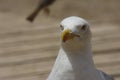 A seagul in Torrevieja Alicante 17