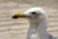 A seagul in Torrevieja Alicante 20