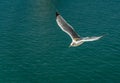 closeup of a seagull at Barcelona waterfront