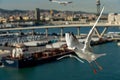 closeup of a seagull at Barcelona waterfront