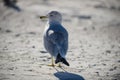 Closeup seagull