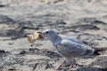 Closeup of a seagull with a big piece of bread in its beak