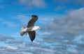 Closeup of seagull in flight against stormy cloudy sky Royalty Free Stock Photo