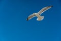 closeup of a seagull during flight in front of the blue sky Royalty Free Stock Photo