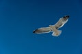 closeup of a seagull during flight in front of the blue sky Royalty Free Stock Photo
