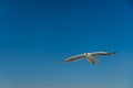 closeup of a seagull during flight in front of the blue sky Royalty Free Stock Photo
