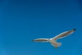 closeup of a seagull during flight in front of the blue sky Royalty Free Stock Photo