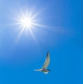 Closeup seagull fly on the blue sky under a sparkle sun