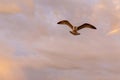 Closeup seagull in fly. Sunset sky.