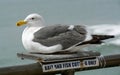 Closeup of a Seagull Perched on the Pier with the Ocean in the Background Royalty Free Stock Photo
