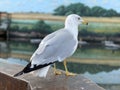 Closeup of a seagull perched on a stone railing Royalty Free Stock Photo