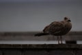 Closeup of a seagull perched on a wooden railing Royalty Free Stock Photo