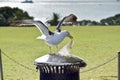 Closeup of a seagull picking trash outdoors during daylight