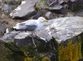 Seagull resting on a rock on the edge of a cliff Royalty Free Stock Photo