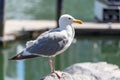 Closeup of a seagull resting on a stone under sunlight Royalty Free Stock Photo