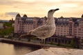 Closeup seagull on the roof in Oslo Norway