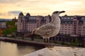 Closeup seagull on the roof in Oslo Norway