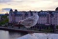 Closeup seagull on the roof in Oslo Norway